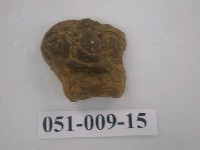 藏品(小型三葉蟲化石)的圖片